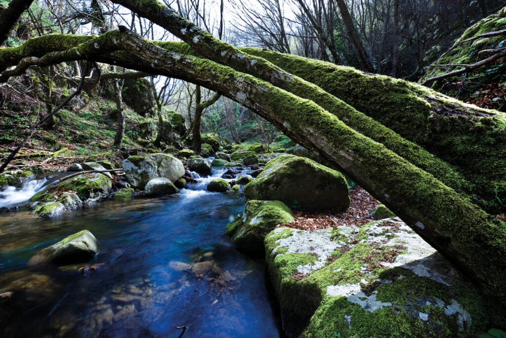 Bosco di Malabotta