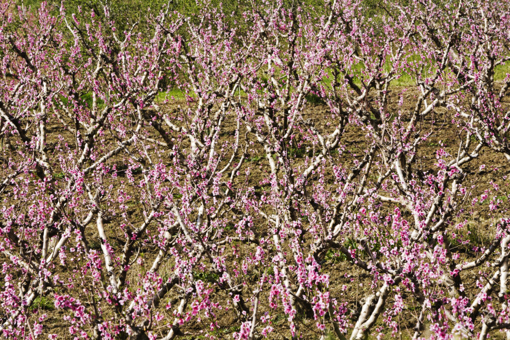 fiori di peschi #1