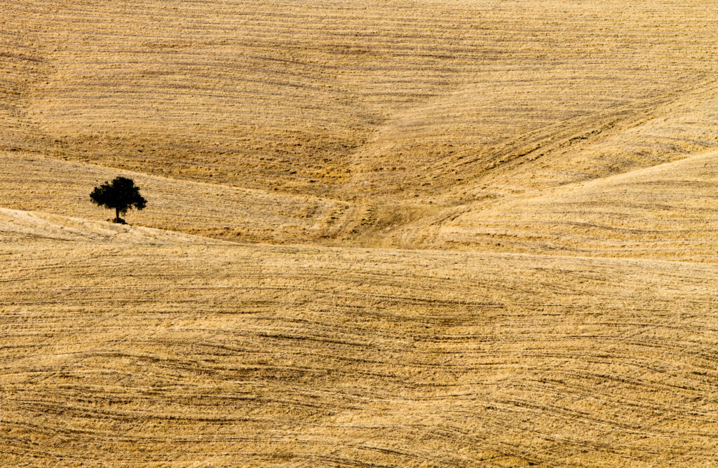 Campo di grano #2