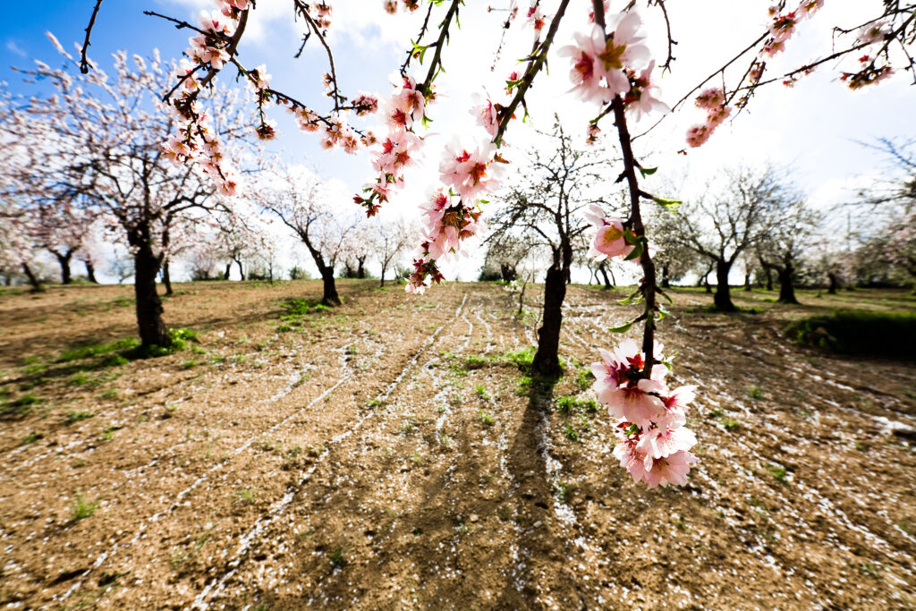 fiori di mandorli