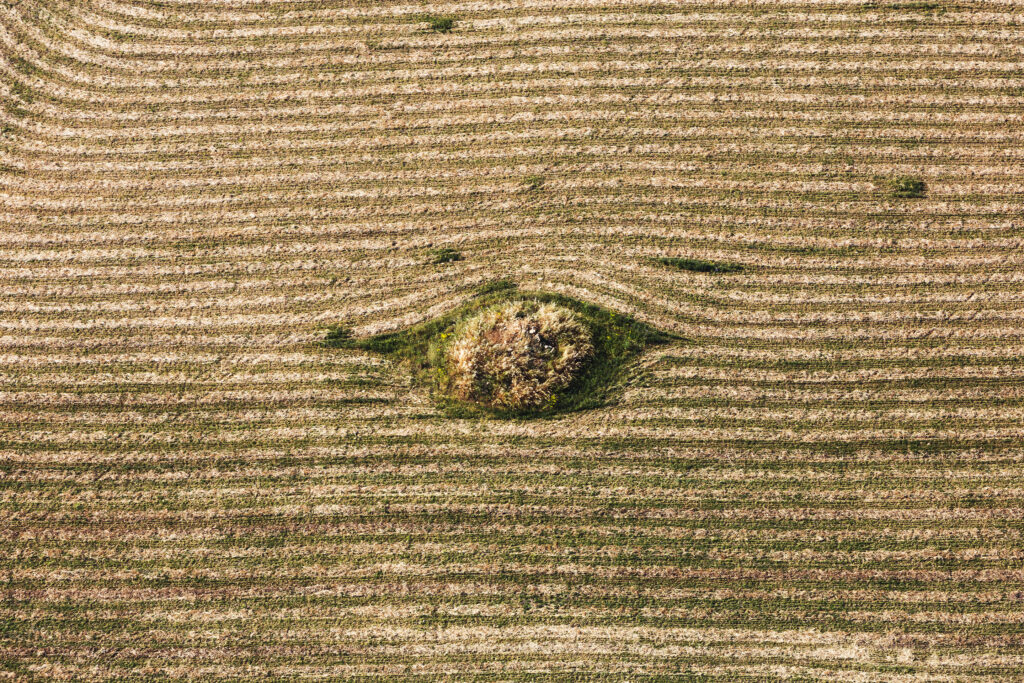 Campo di grano #1
