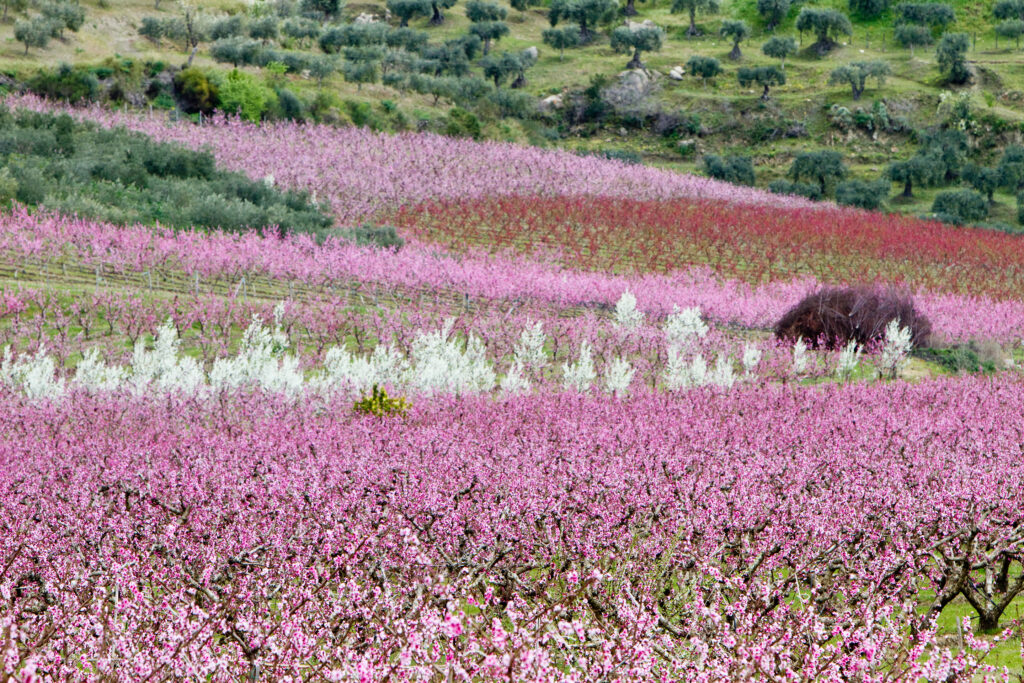 fiori di peschi #2
