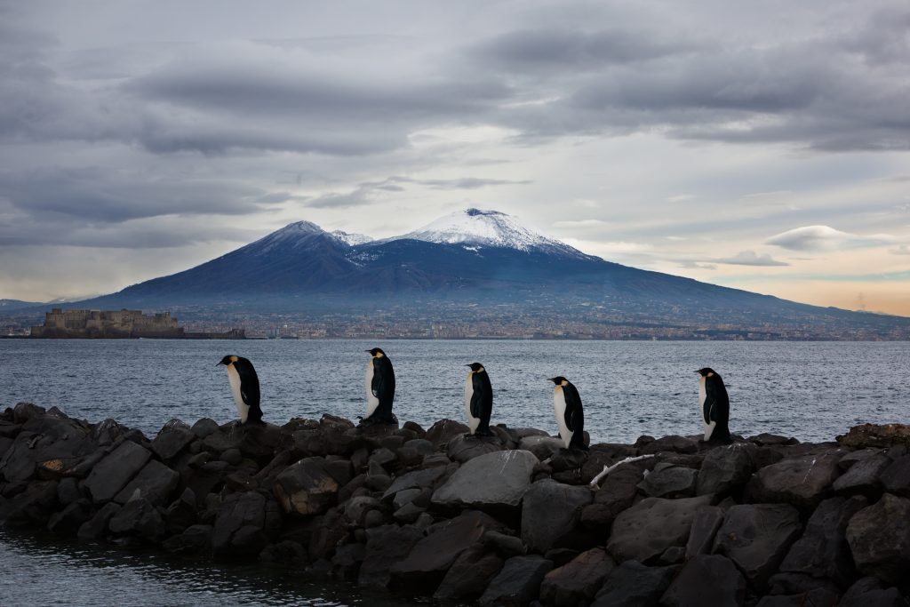 Jungle_penguin