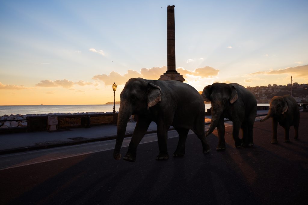 jungle_elephant