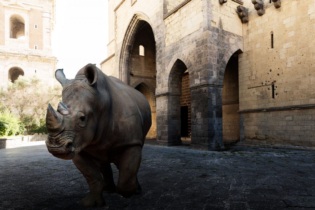 Jungle_rino