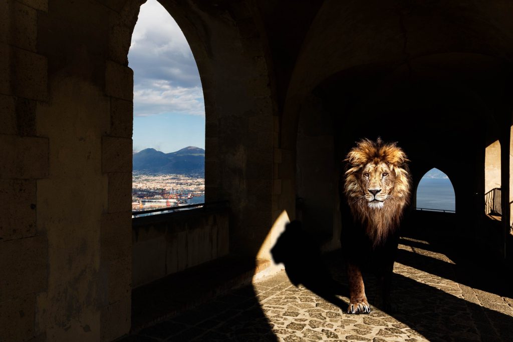 Jungle_lion
