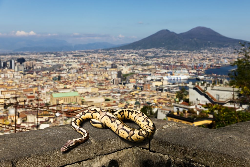 Jungle_snake