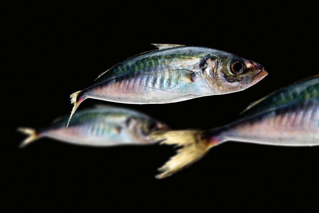 fotografie d'arte di pesci del mare mediterraneo, i sauri