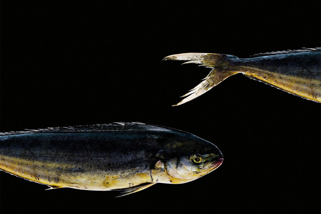 fotografie d'arte di pesci del mare mediterraneo, la lampuga