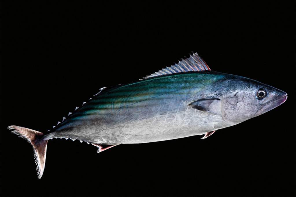 fotografie d'arte di pesci del mare mediterraneo, il tonno