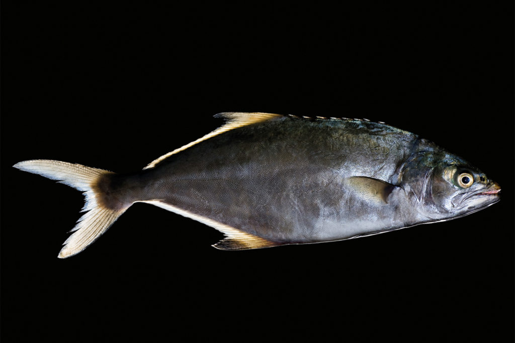 fotografie d'arte di pesci del mare mediterraneo, il pesce stella