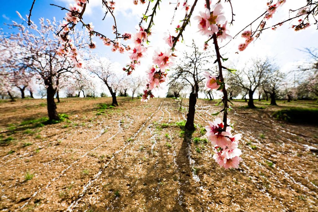 fotografia di paesaggio, alberi, campagna e fiore di mandorlo