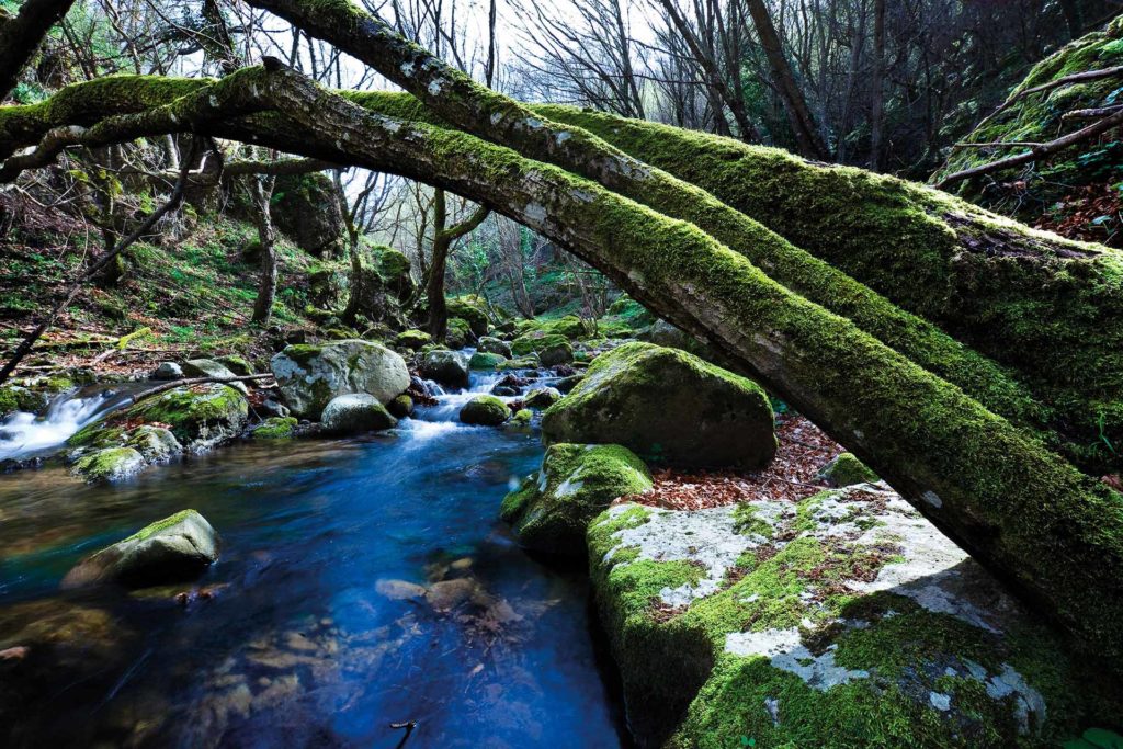 fotografia di paesaggio, bosco fiume, muschio e acqua in movimento