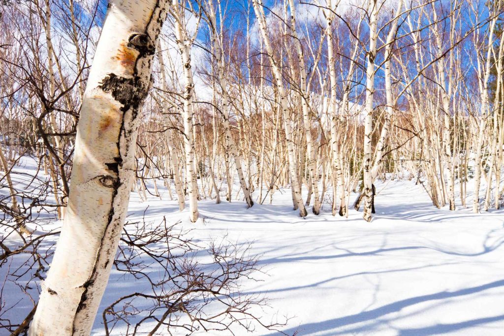 fotografia di paesaggio, terra, neve, alberi e cielo blu