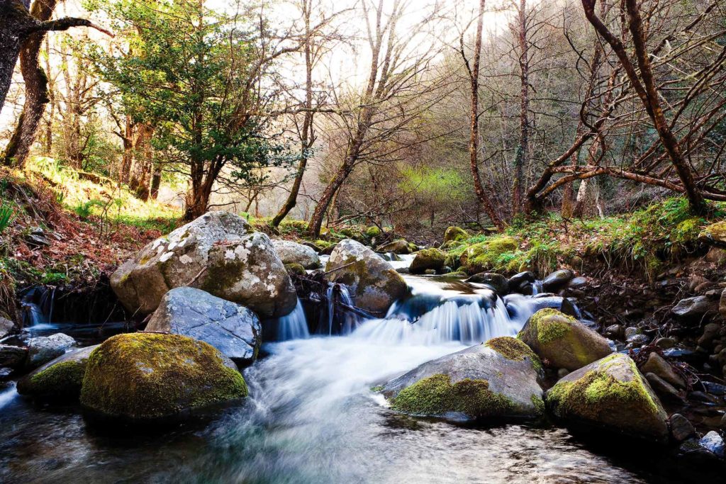 fotografia di paesaggio, fiume, alberi e acqua in movimento