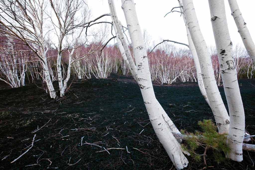 fotografia di paesaggio, terra, lava, vulcano e betulle