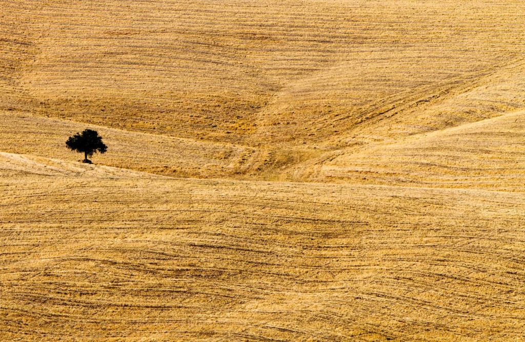 fotografia di paesaggio, terra, albero e grano giallo