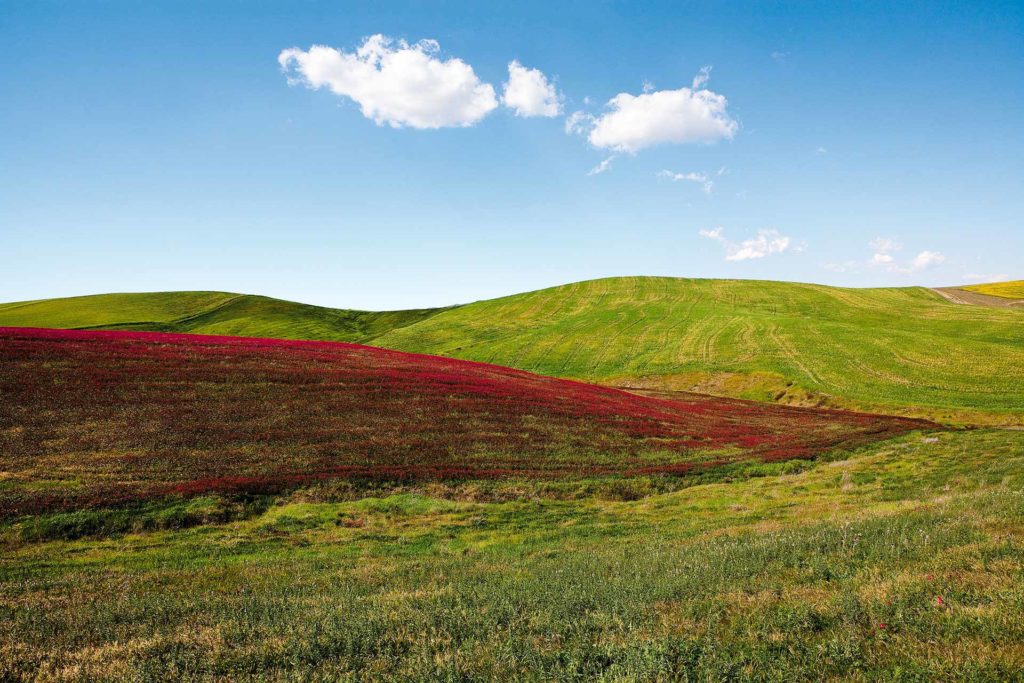 fotografia di paesaggio, fiori, terra, campagna e cielo blu